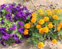 flores-color-violeta-y-amarillo